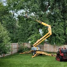 Best Storm Damage Tree Cleanup  in Maili, HI