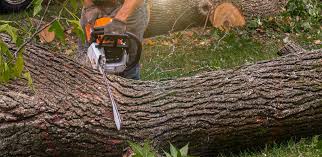 Best Tree and Shrub Care  in Maili, HI