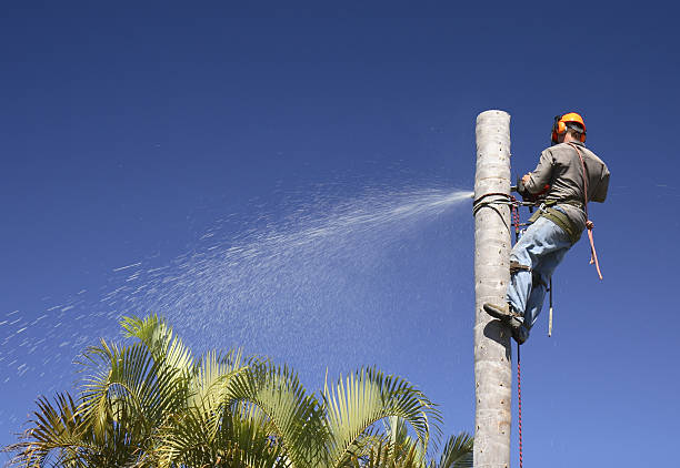 Best Leaf Removal  in Maili, HI