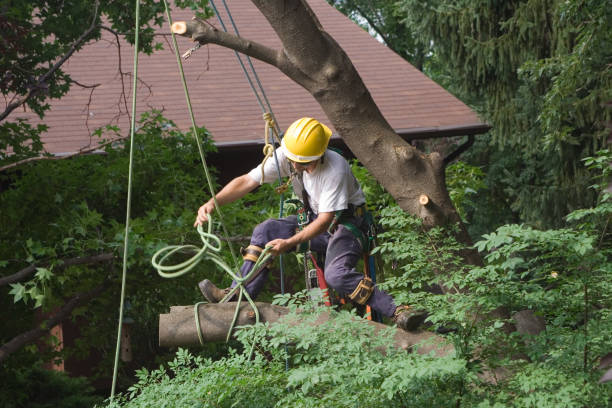 How Our Tree Care Process Works  in  Maili, HI