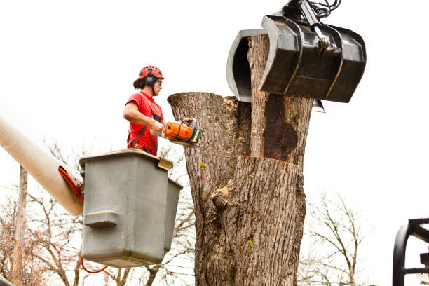 Best Stump Grinding and Removal  in Maili, HI